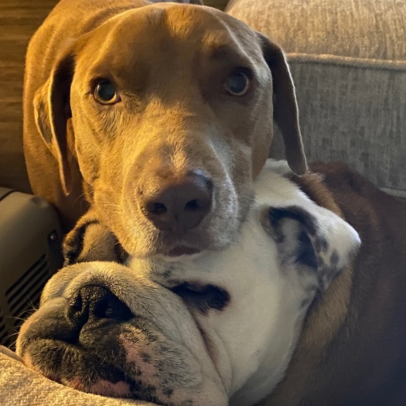 Meet your Posher, Alexa - Picture 1 of 1